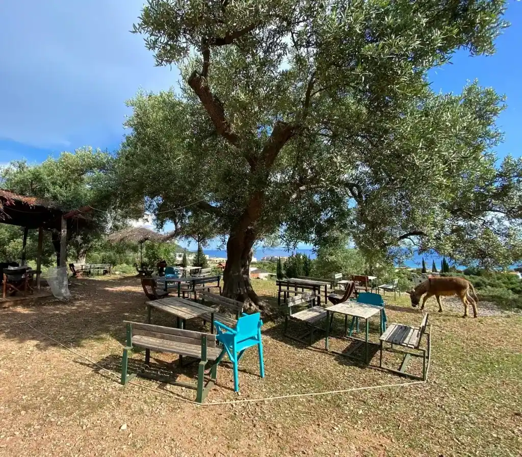 Wooden benches and tables under a huge old olive tree beside the thatched bar at Camping Himara, a donkey grazing at the edge