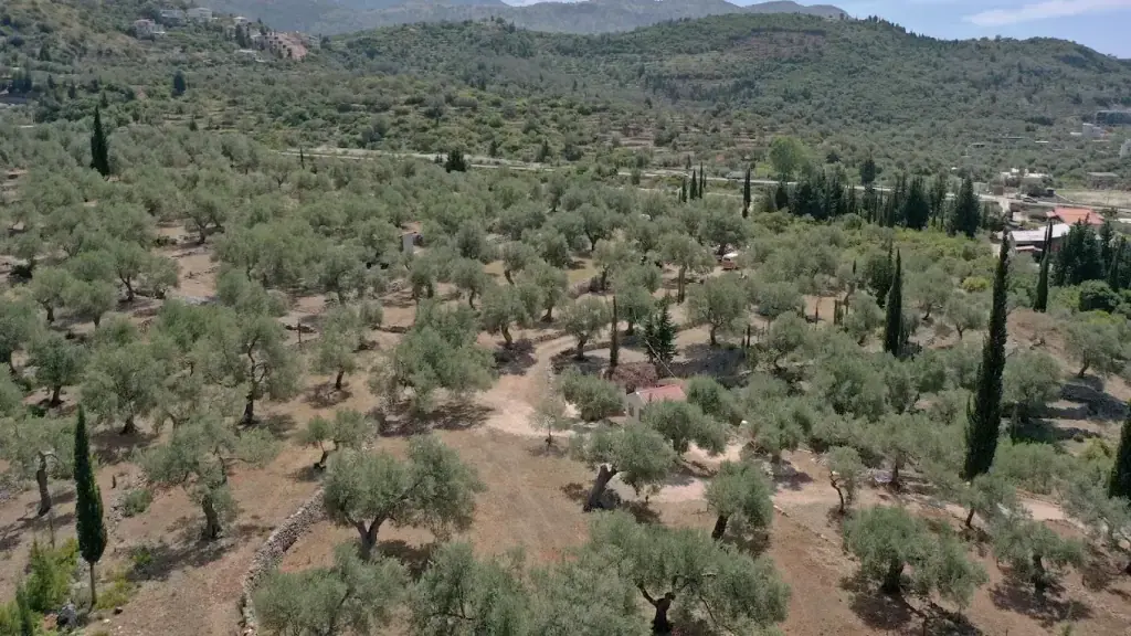 The terraced olive grove of Camping Himara seen from the air, cypresses along the tracks and the coast road beyond