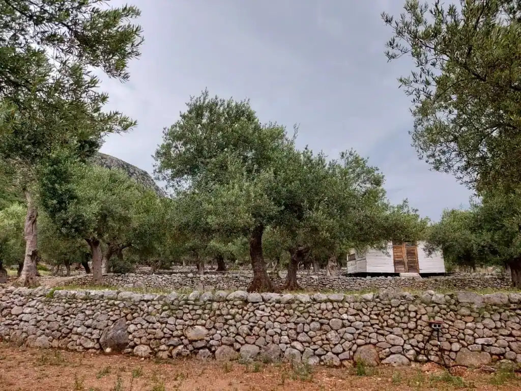Mature olive trees standing behind stepped dry-stone terrace walls, a white timber cabin among them