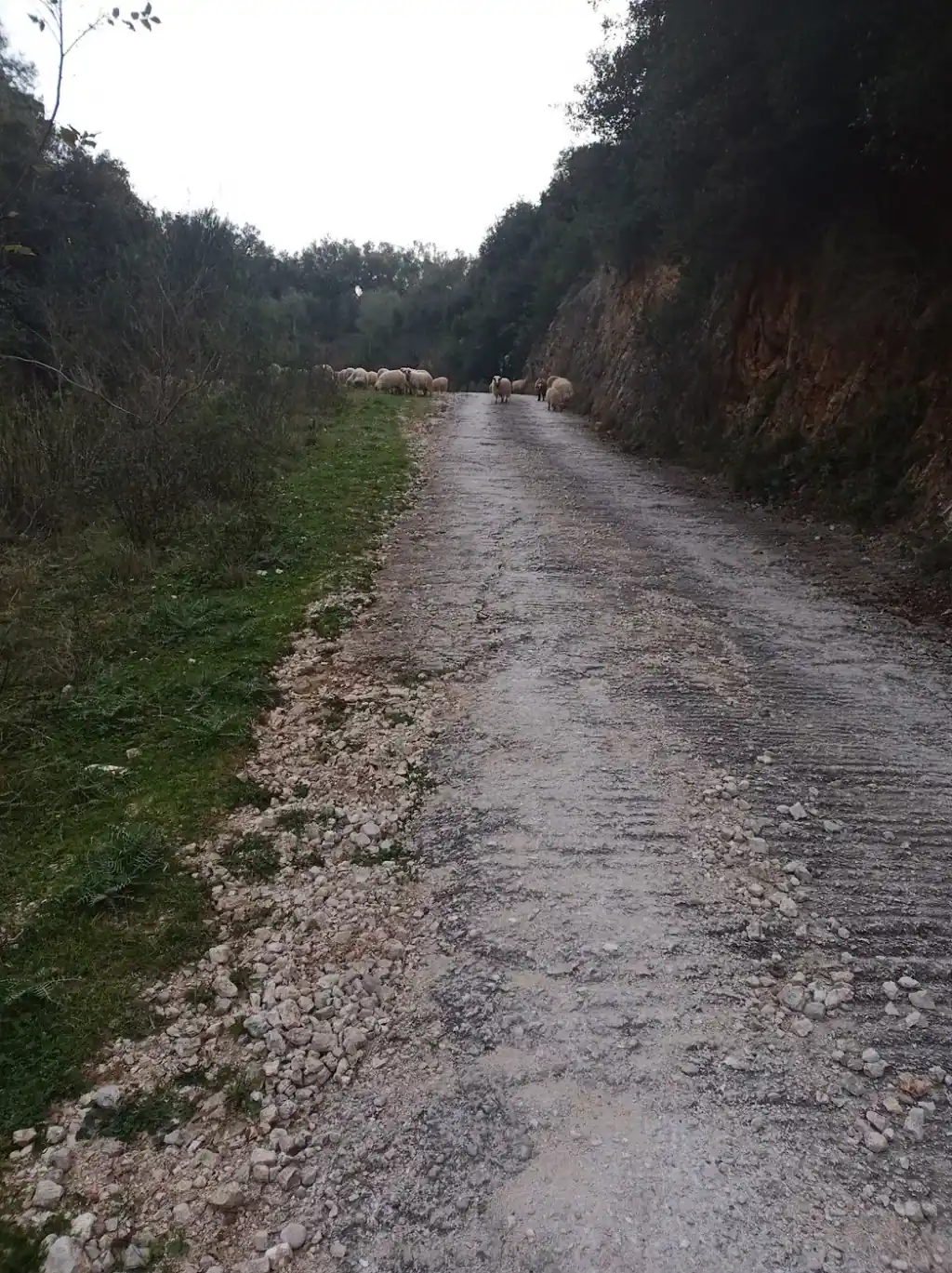 A rough limestone track cut into a hillside with scrub on both sides and a flock of sheep coming down it in the distance