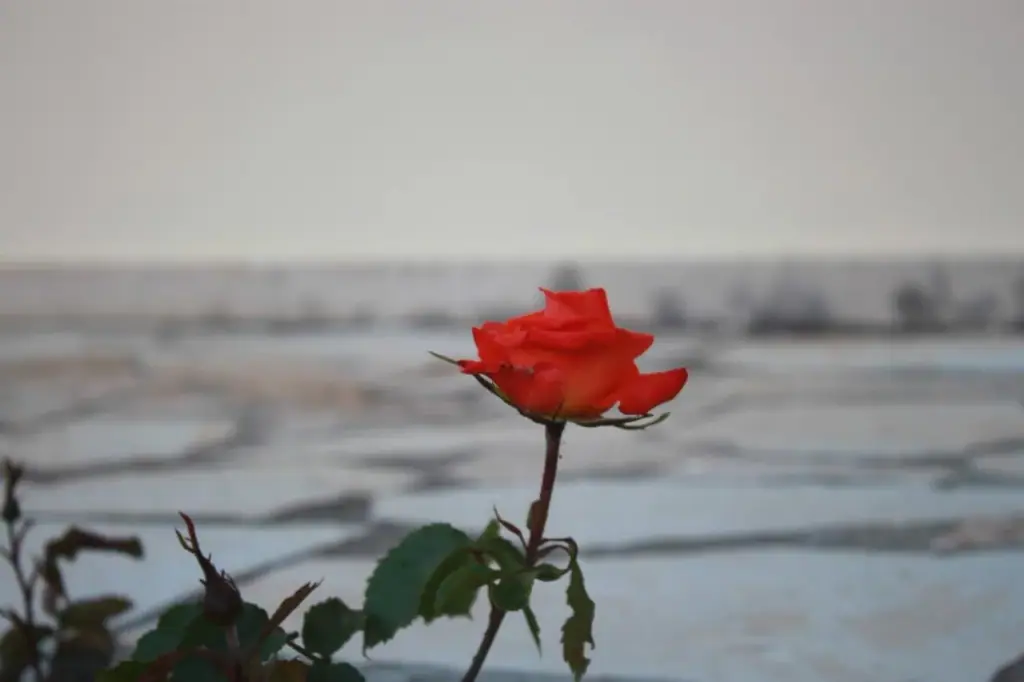 A single red rose in focus against the out-of-focus stone flags of the hotel terrace