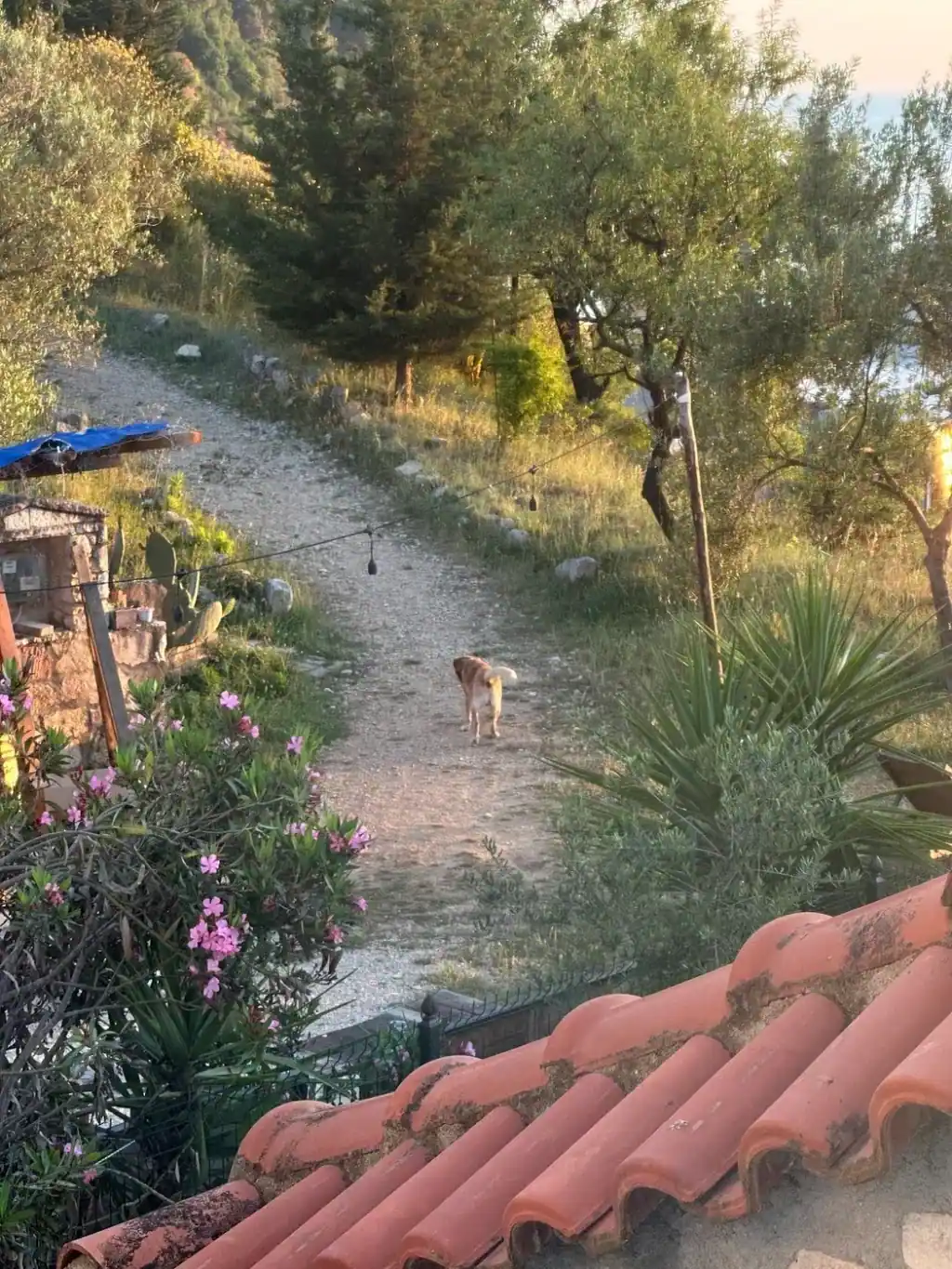 A gravel path running downhill between oleander and olive trees at the hostel