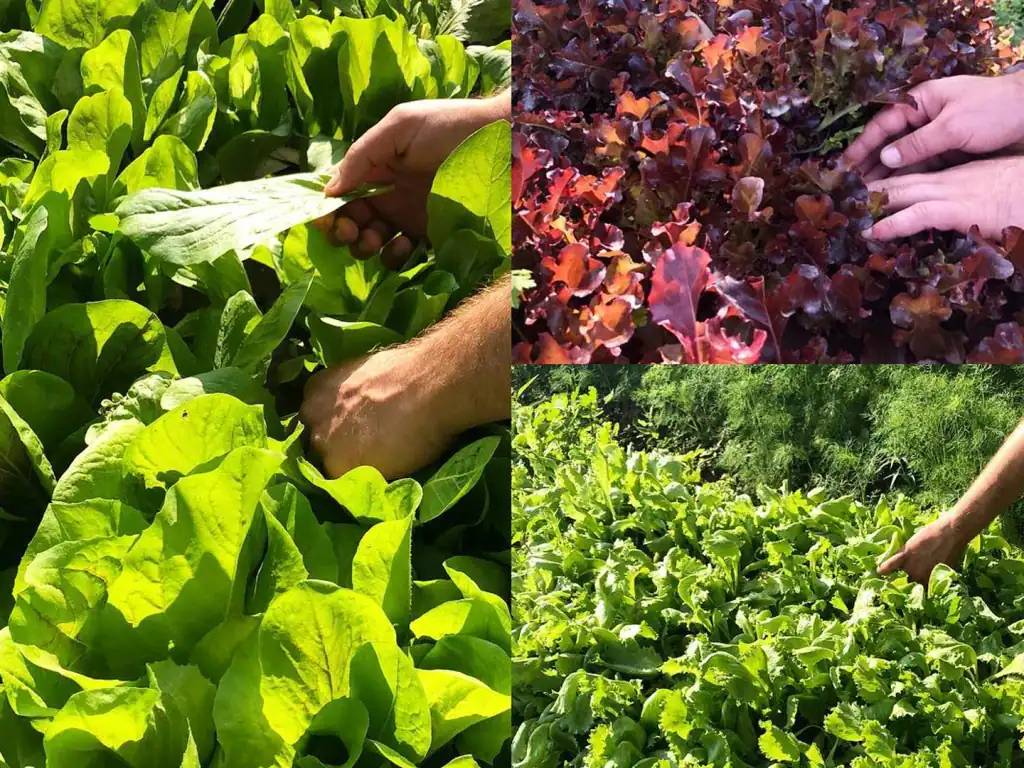 Three frames of hands cutting green and red lettuces in a growing bed