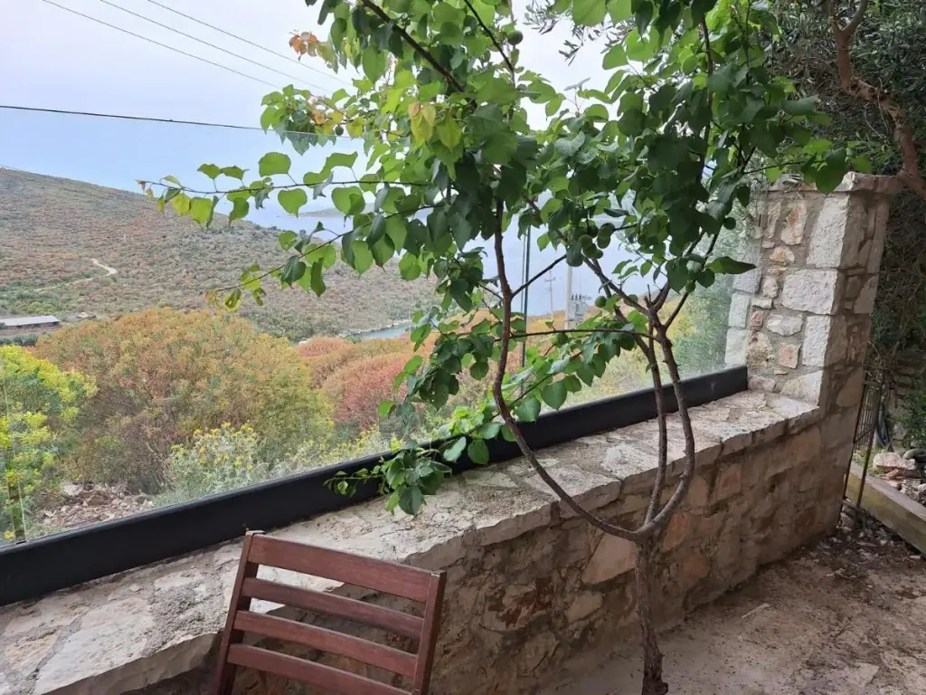 A young tree beside a mortared rubble terrace wall, the water of the bay behind it