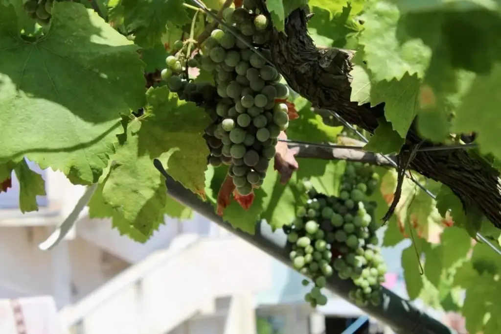 Bunches of green grapes hanging from the vine over the terrace