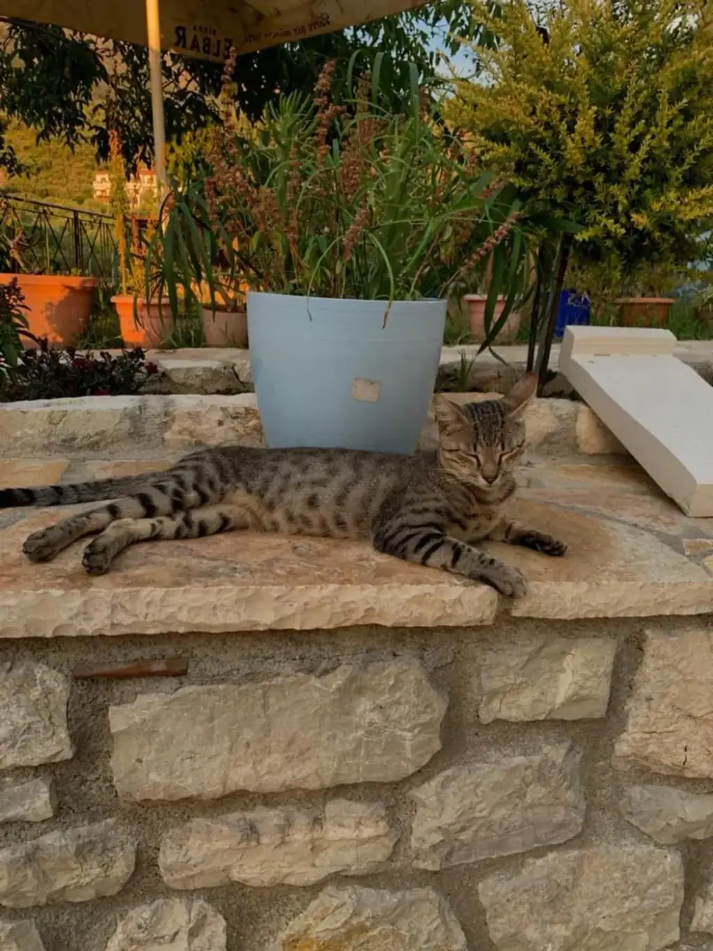 A tabby cat asleep on the sun-warmed stone wall of the garden