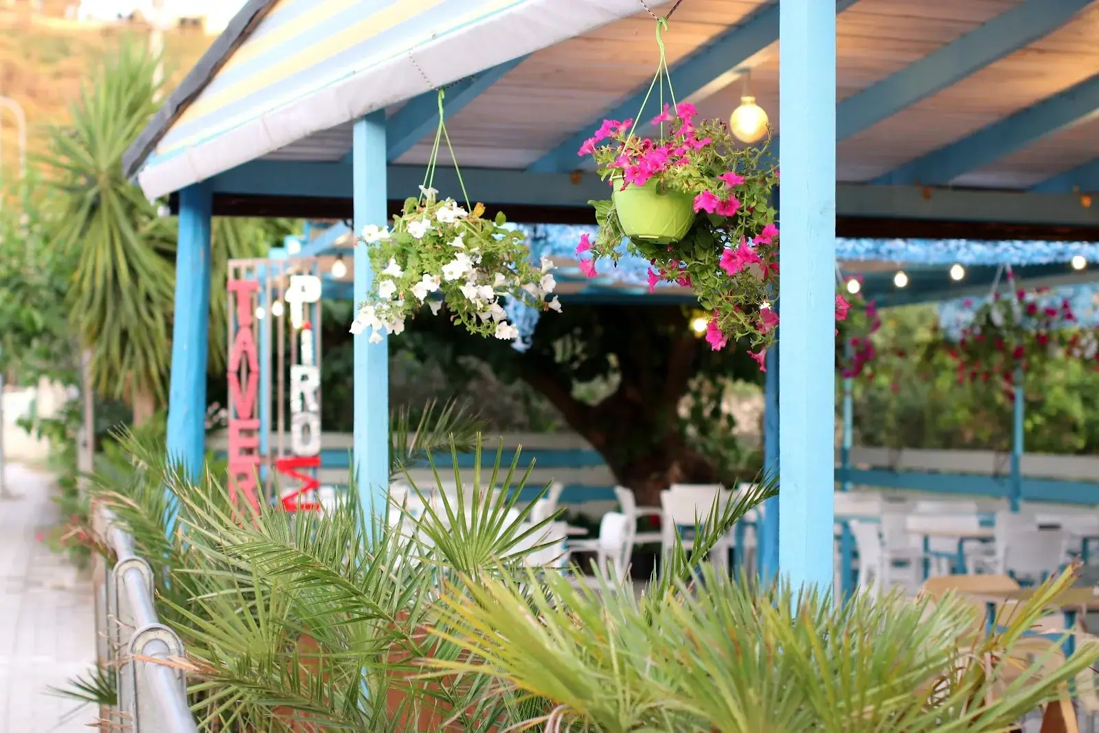 Blue-pillared pergola terrace with hanging flowers at Taverna Pirosia in Himara