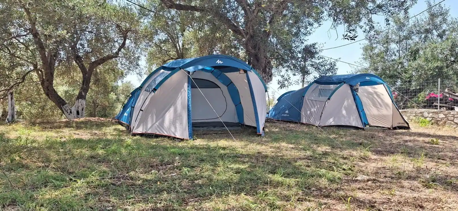 Two large family tents pitched on the grass beneath mature olive trees at Olive Camping, a dry-stone wall and wire fence behind them