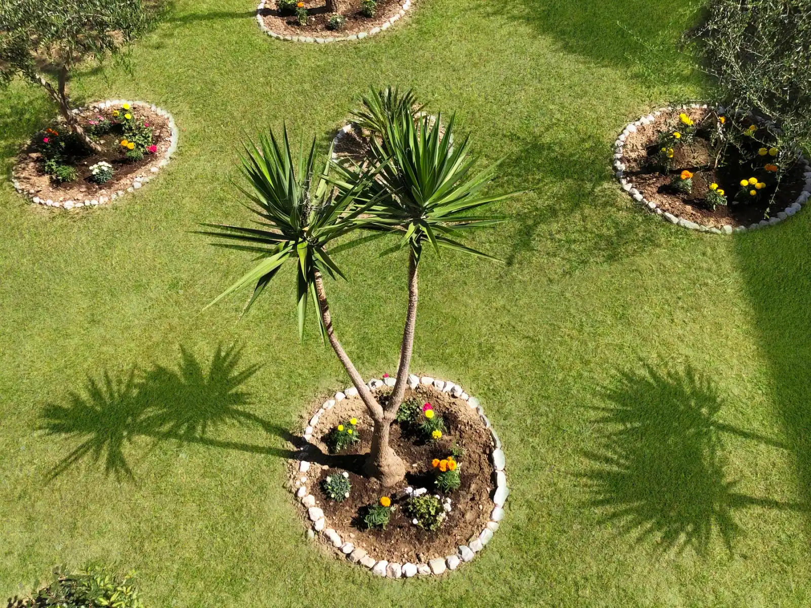 The hotel lawn from above with a multi-stemmed yucca and circular planted beds edged in stone