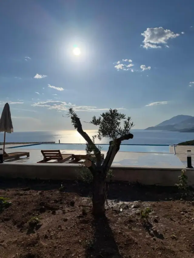 Low sun over the sea from the pool terrace, an olive tree in silhouette