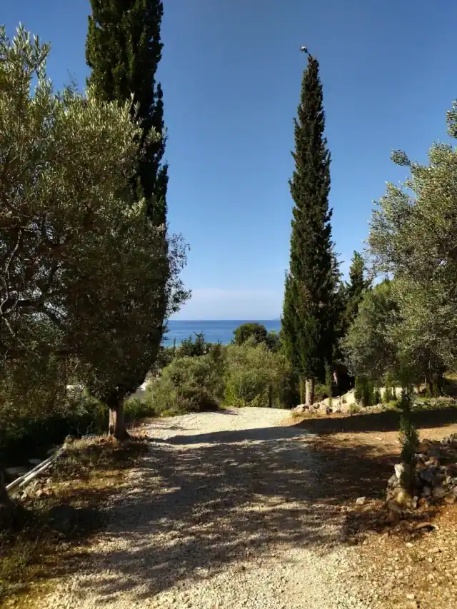 A gravel track running downhill between cypresses and olives at Camping Himara, the sea in the gap ahead