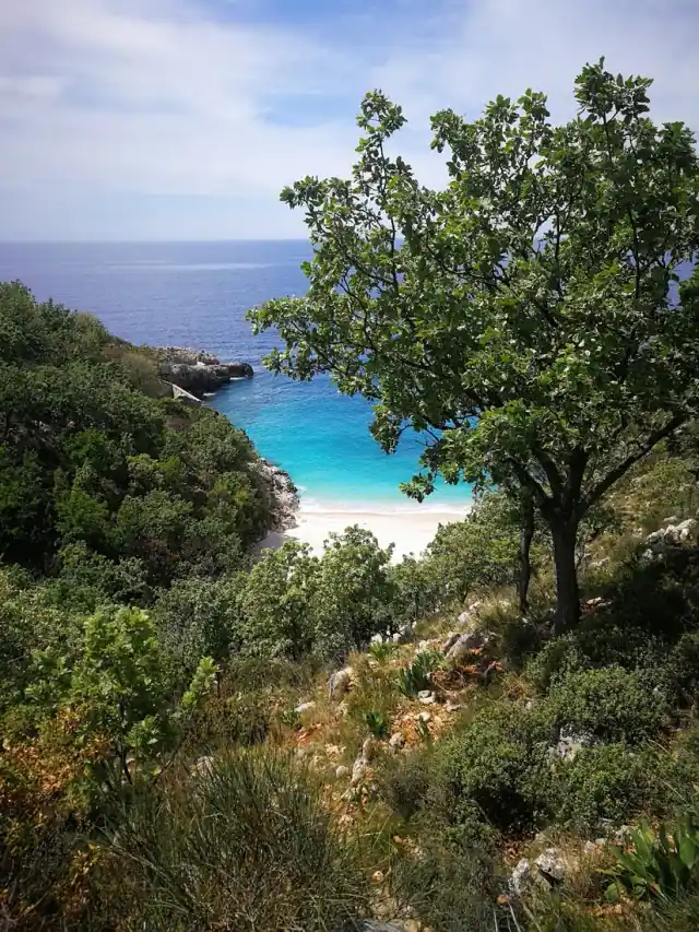 White shore and turquoise shallows at Saint Andrew's Bay seen through the trees