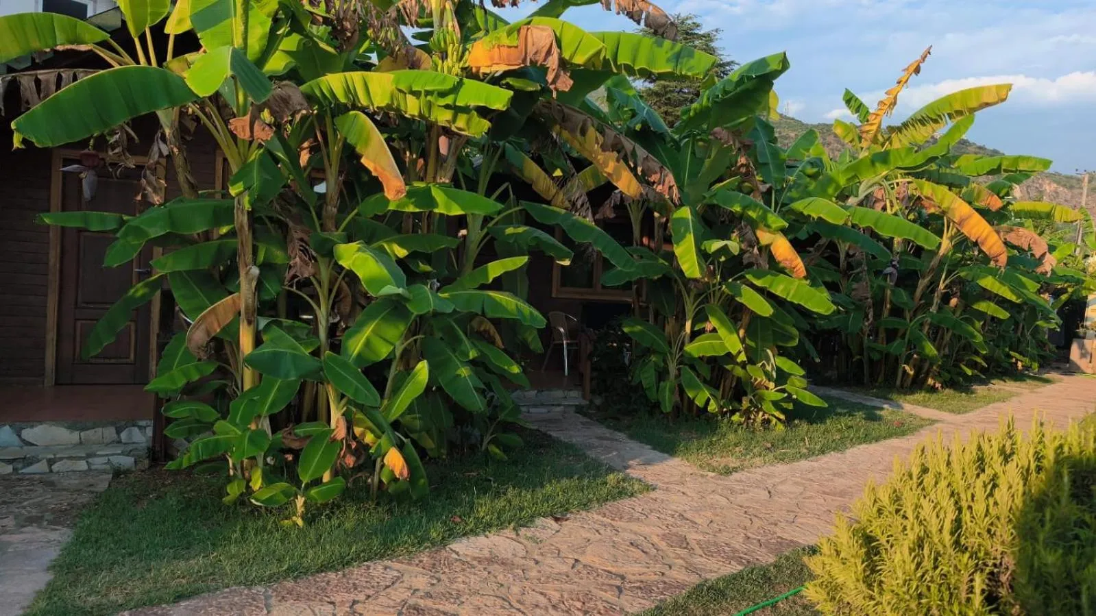 A sandy path through the garden by day between banana plants, a timber chalet half hidden behind them