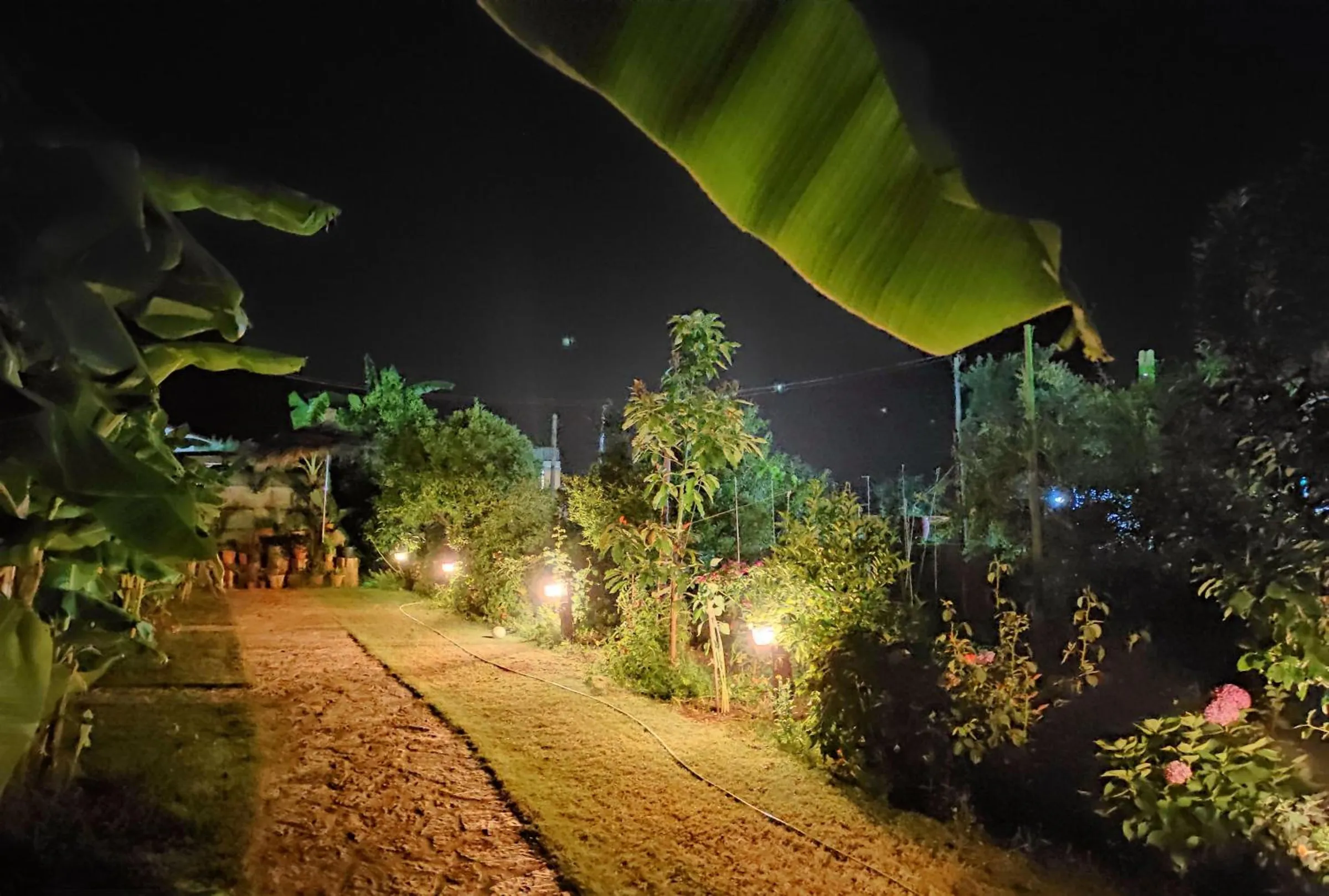 A stone path at night running between low lamps, flowering shrubs and banana plants towards a lit cabin