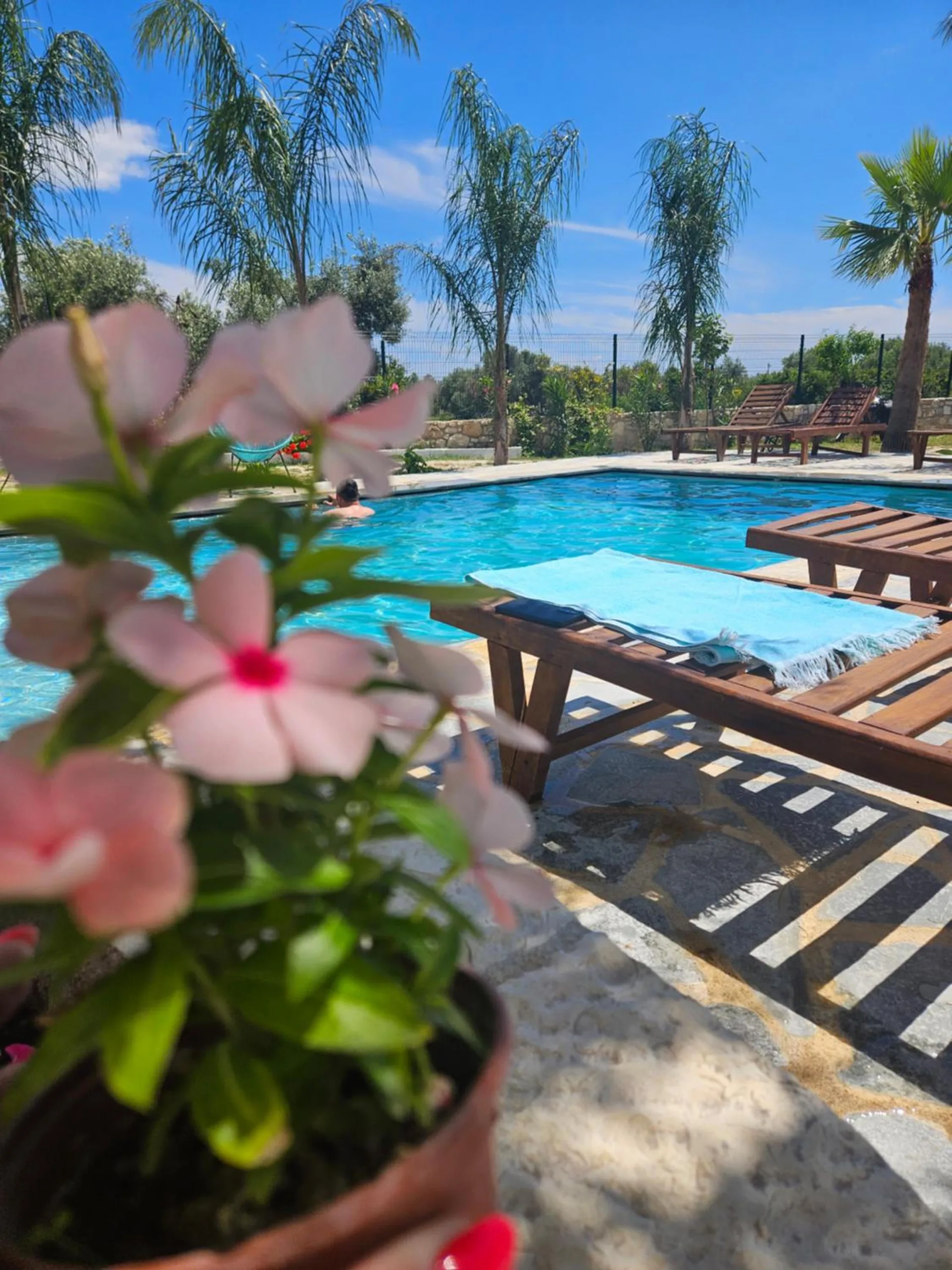 Pink periwinkle in a pot at the edge of the pool deck, the pool and palms behind