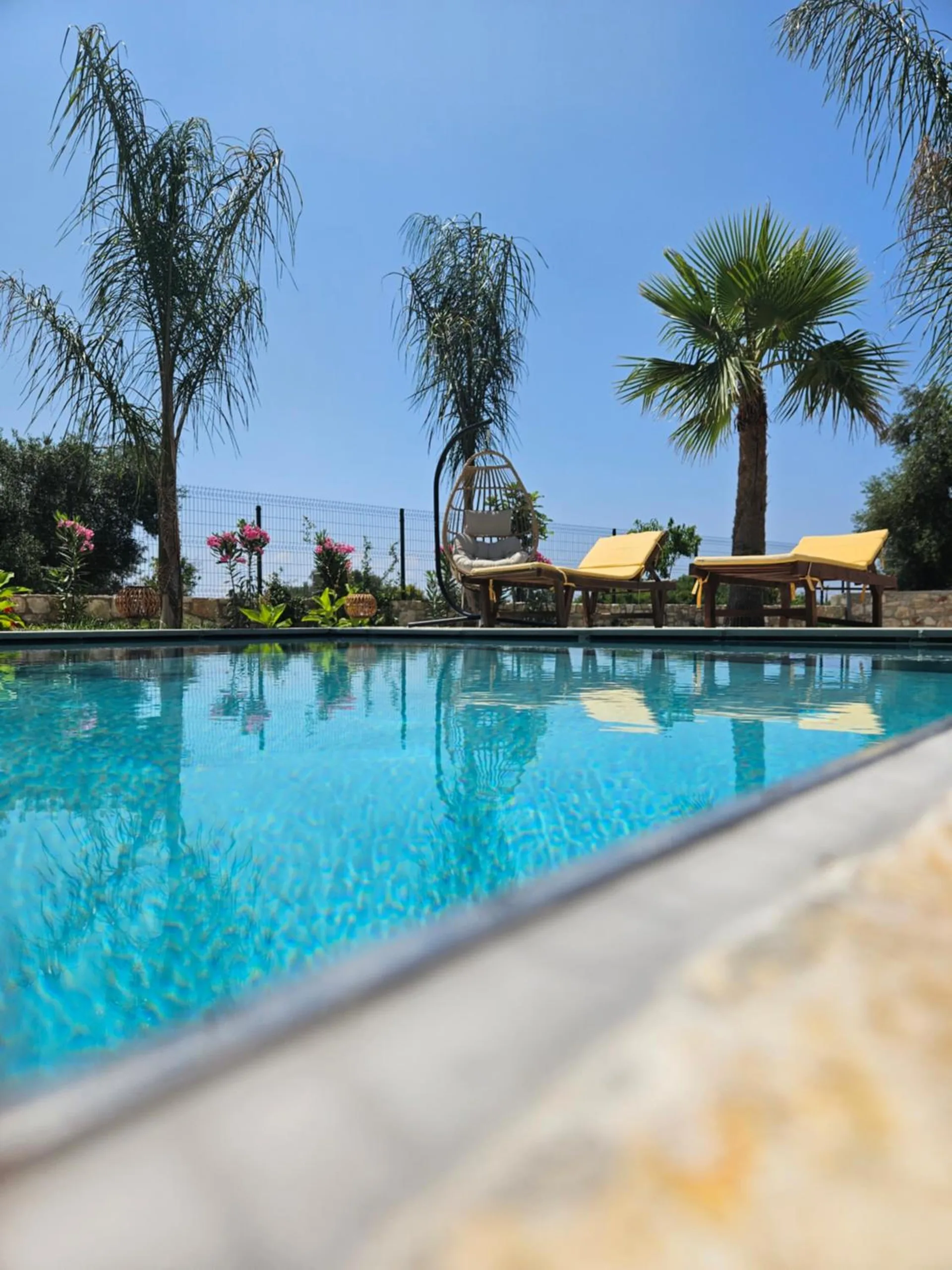 The pool's edge in the foreground with palms and two loungers on the far side